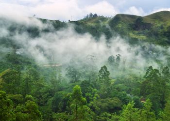 Sinharaja Sinharaja